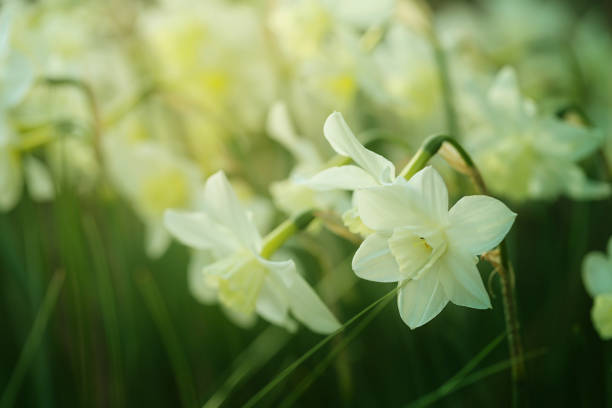 Narcissus flower. daffodils blooming background . Spring mood