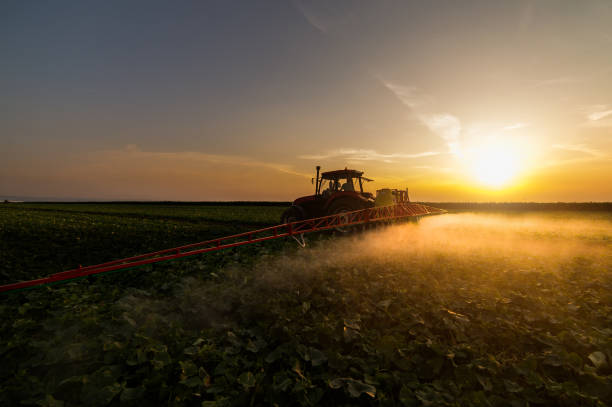 istock Tractor spraying pesticides on vegetable field with sprayer at spring 903609578