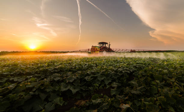 istock Tractor spraying pesticides on vegetable field with sprayer at spring 903609590