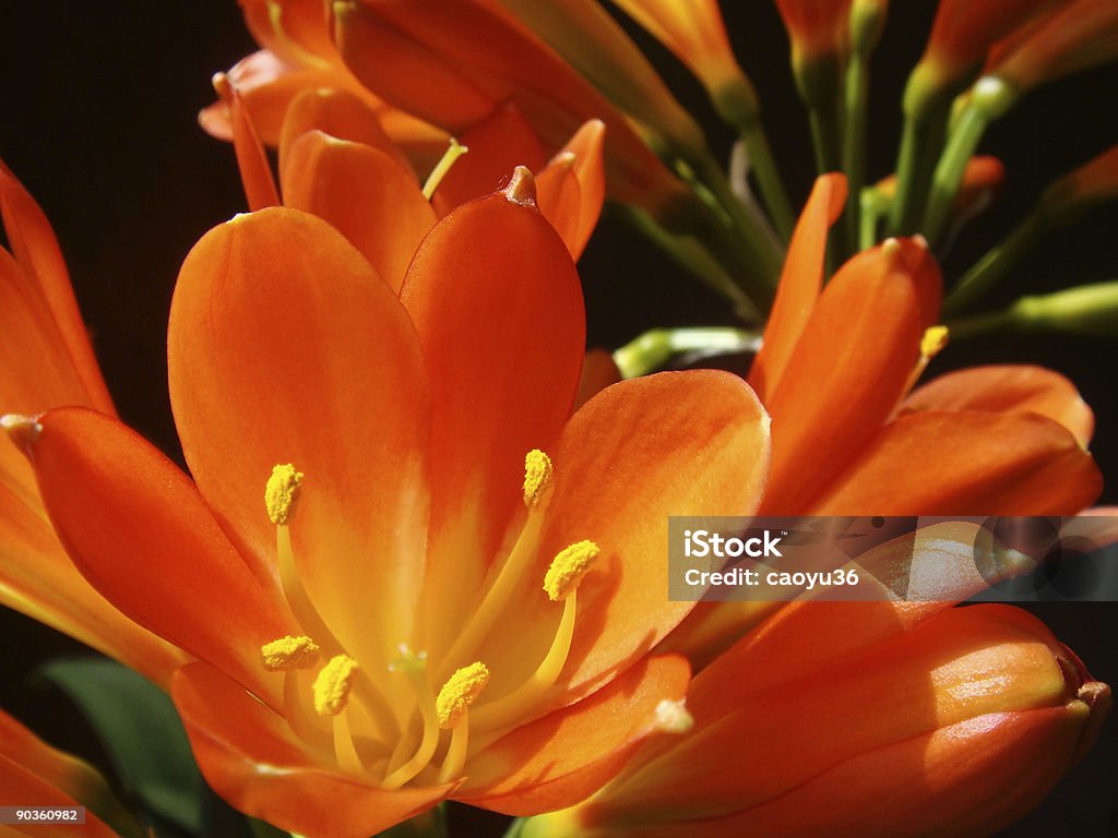 Gros plan de fleurs de Lis du Natal - Photo de Bouton de fleur libre de droits