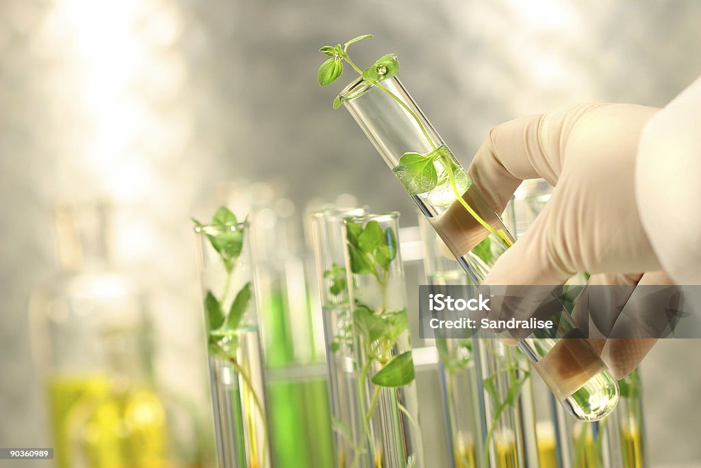 Small plants in test tubes  Science Stock Photo
