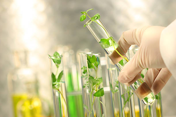 Small plants in test tubes stock photo