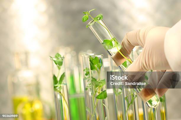 Małe Rośliny W Probówkach Badania - zdjęcia stockowe i więcej obrazów Nauka - Nauka i technologia - Nauka - Nauka i technologia, Roślina, Laboratorium
