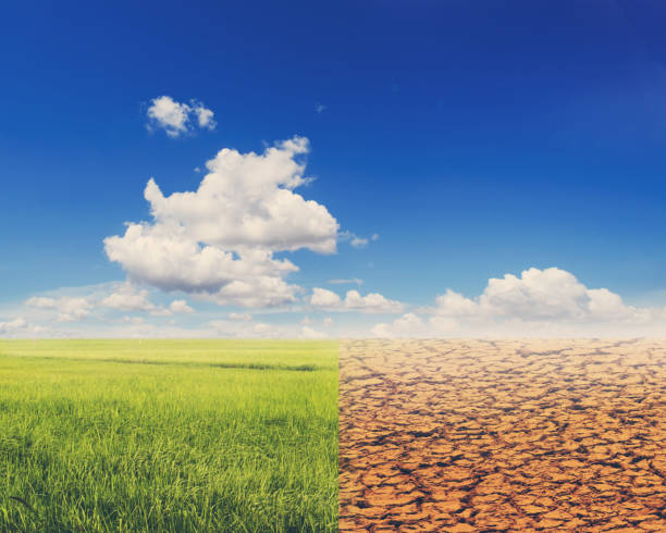istock Rice field and ecology landscape,conceptual 903610344