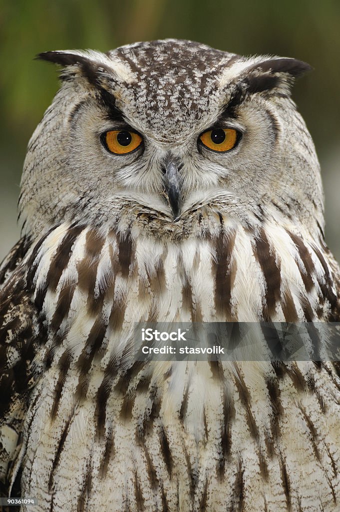 Eurasian eagle owl  Alertness Stock Photo