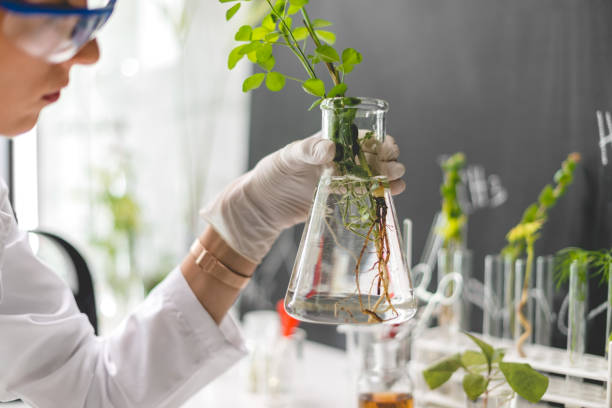 istock Plant root in the tube 903612930