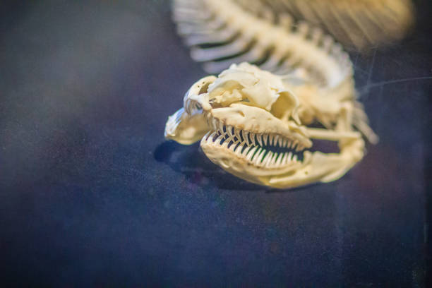 Python Baby Skull 190+ Python Skull Stock Photos, Pictures & Royalty-Free Images - iStock