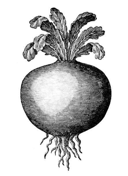 ilustrações, clipart, desenhos animados e ícones de couve-rábano (alemão nabo ou nabo repolho) - turnip