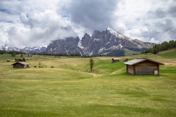 istock Blooming dandelions field in Alps 903613940
