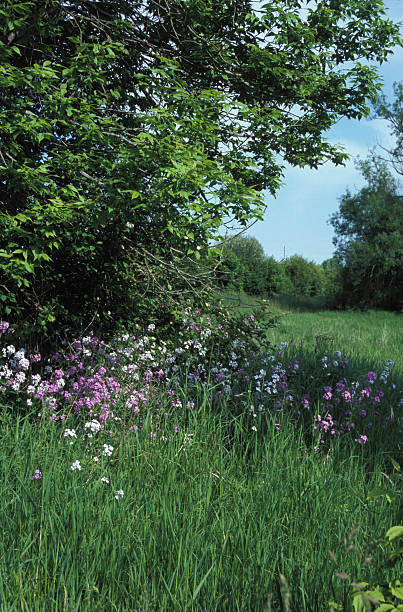 Meadow and flowers stock photo