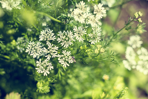 Anise flowers. Beautiful summer scene with many little flowers. Toned photo. Shallow depth of the field.