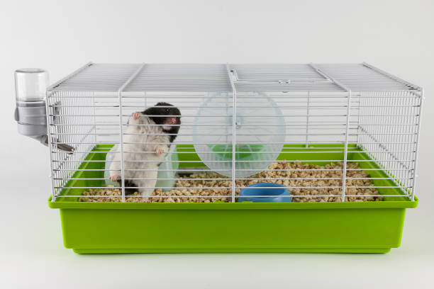 istock Funny hamster looking out of its cage 903616550