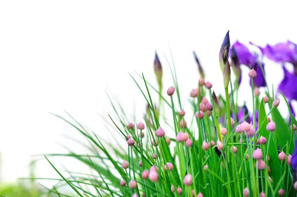 Photo of Chives and Iris flowers