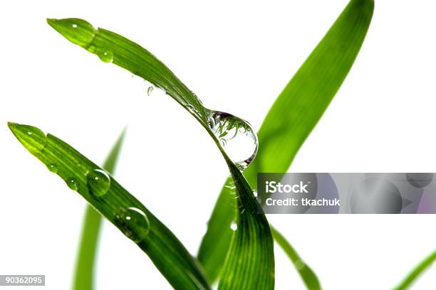 Hierba Foto de stock y más banco de imágenes de Agua - Agua, Brizna de hierba, Aire libre