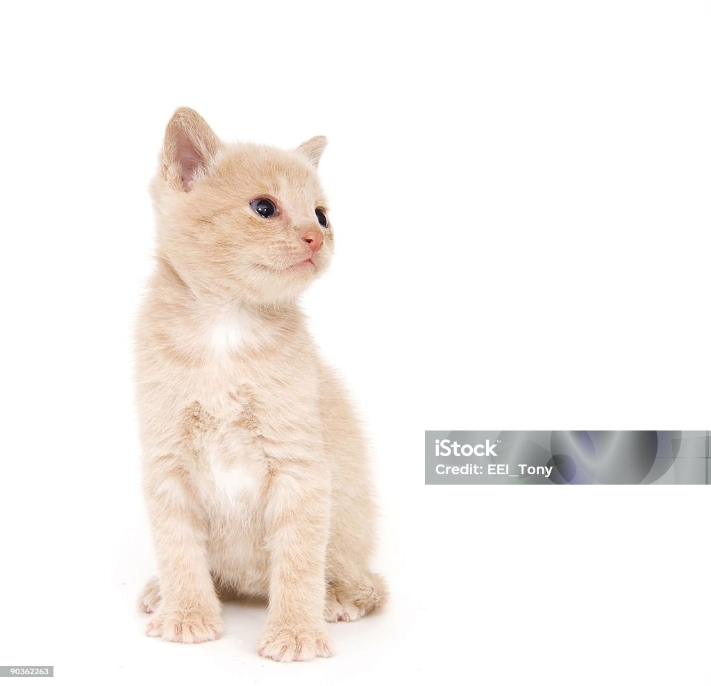 黄色の背景にホワイトの猫 - カットアウトのロイヤリティフリーストックフォト