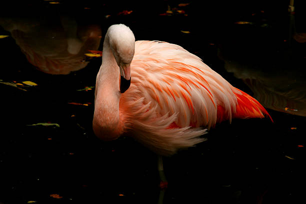 istock Demure Flamingo Standing in Water 90362385