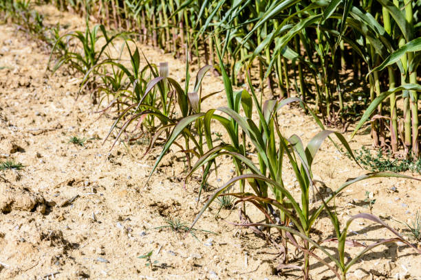 schlecht entwickelte reihe von mais in einem trockenen land - underdeveloped stock-fotos und bilder