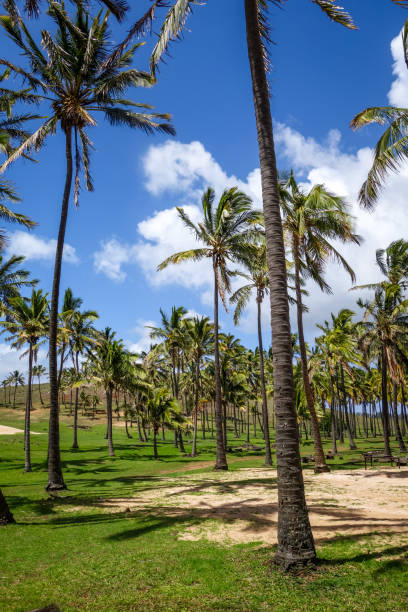 istock Palm trees on Anakena beach, easter island 903625148
