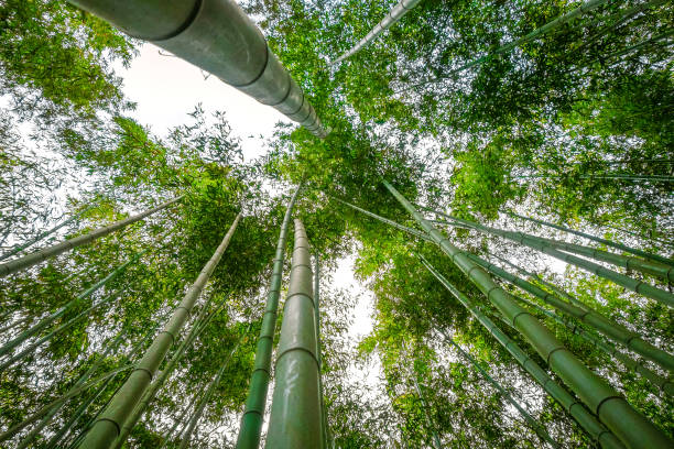 istock Arashiyama bamboo forest, Kyoto, Japan 903625774