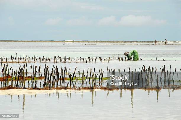 Lady Die Auf Seetang Farm Kiwengwa Beach Sansibar Tansania Stockfoto und mehr Bilder von Agrarbetrieb
