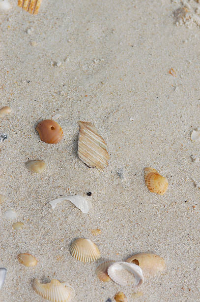 Verstreut Muscheln am Strand – Foto