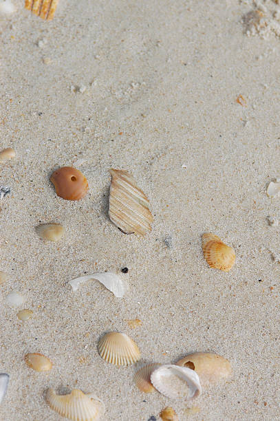 Scattered shells on beach stock photo