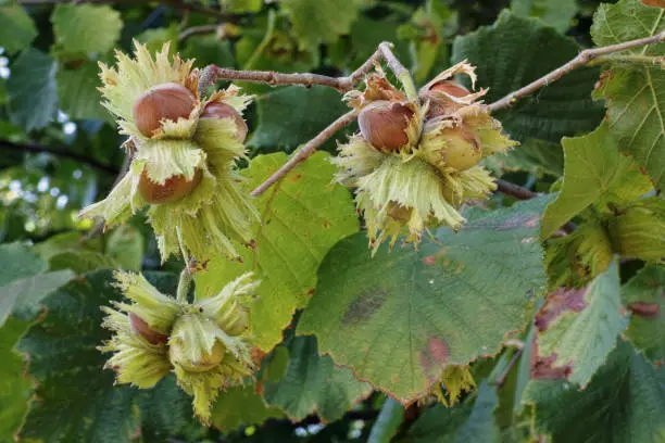 hazelnuts in their clusters and leaves of common hazel