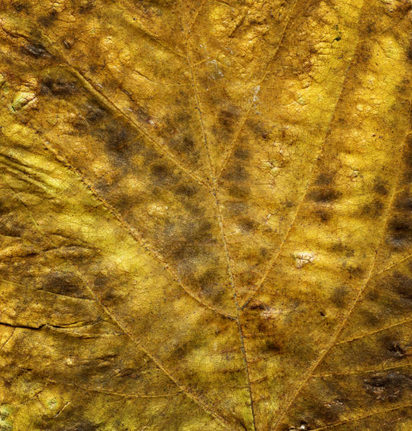 istock Leaves Skin Veins Macro view Background 903632606