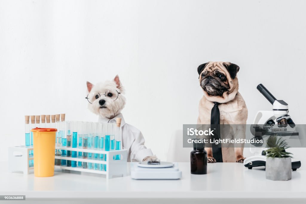 dogs scientists in laboratory two dogs scientists in necktie, eyeglasses and shirt working together in laboratory Scientist Stock Photo