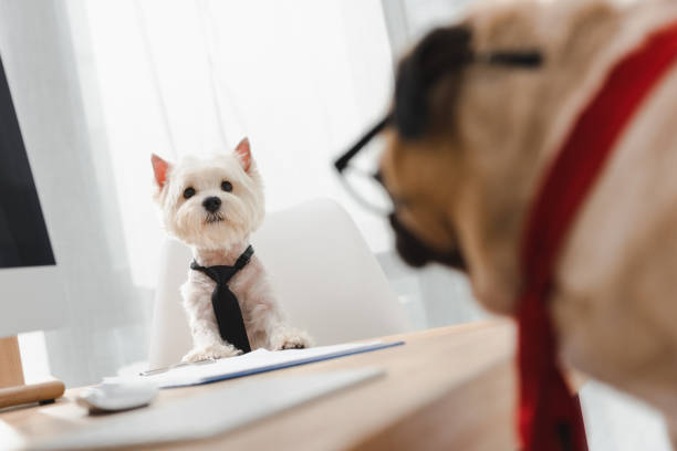 istock business dogs in office 903636930
