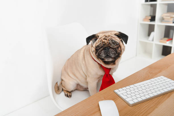 istock business dog in eyeglasses 903637844