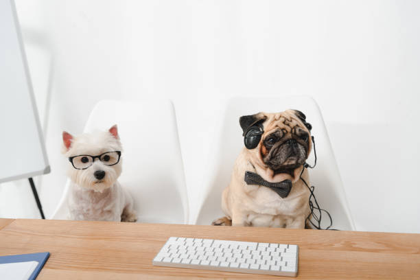 istock business dogs at workplace 903638552