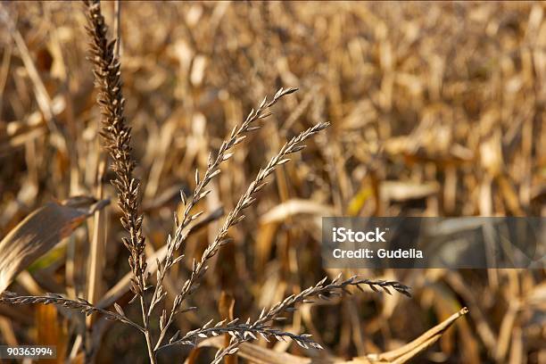 Photo libre de droit de Cornfield banque d'images et plus d'images libres de droit de Agriculture - Agriculture, Automne, Blé