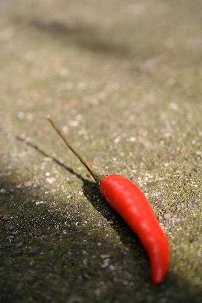 Macro shot of a vibrant red chili pepper with fresh raindrops clinging to its skin, set among dewy green leaves. Focus on freshness and spice.