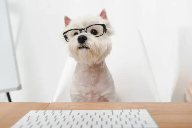 adorable west highland white terrier in eyeglasses working with keyboard in office
