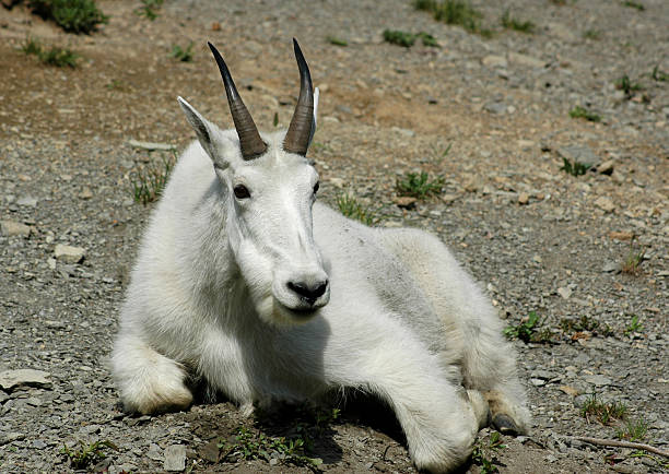 ruhen mountain goat - montana british columbia glacier national park mountain mountain range stock-fotos und bilder
