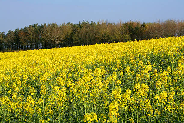 All yellow 2 stock photo