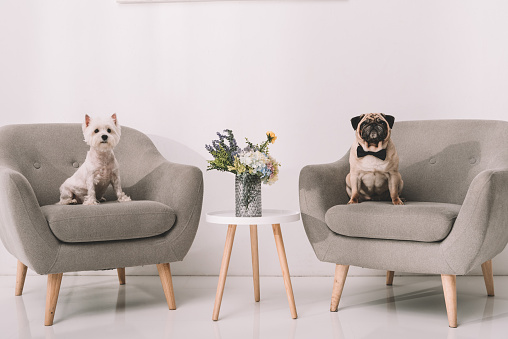 two adorable funny dogs sitting on armchairs