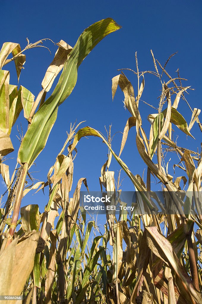 Cornfield y cielo azul - Foto de stock de Agricultura libre de derechos