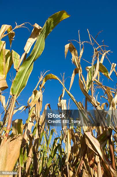 Cornfield Y Cielo Azul Foto de stock y más banco de imágenes de Agricultura - Agricultura, Aire libre, Alimento