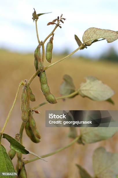 Soya 공장요 0명에 대한 스톡 사진 및 기타 이미지 - 0명, 가을, 꼬투리