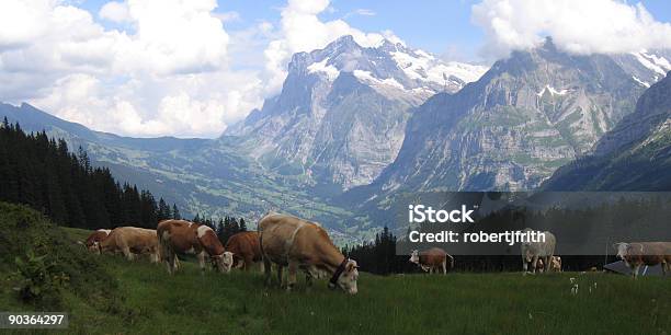 Wetterhorn I Shreckhorn Krowy - zdjęcia stockowe i więcej obrazów Alpy - Alpy, Berneński Oberland, Bez ludzi