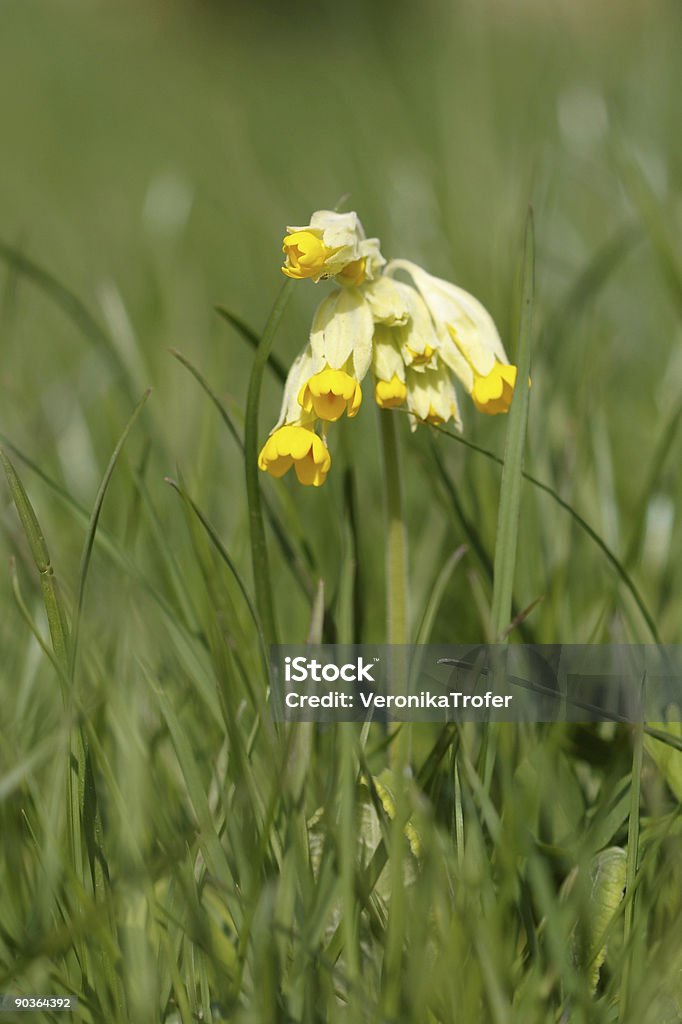 Amarillo flores en el césped - Foto de stock de Agricultura libre de derechos