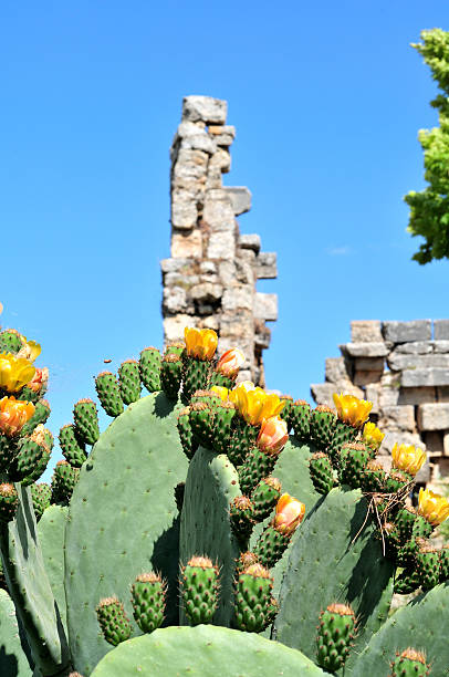 cactus in archaic Perge Turkey stock photo