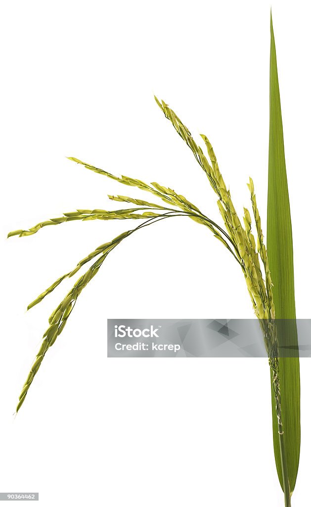 rice - Photo de Agriculture libre de droits