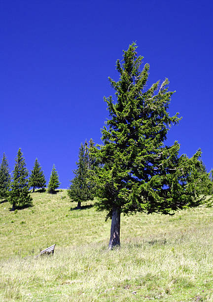 pinetree in den bergen 1 - alm bavaria mountain summer stock-fotos und bilder