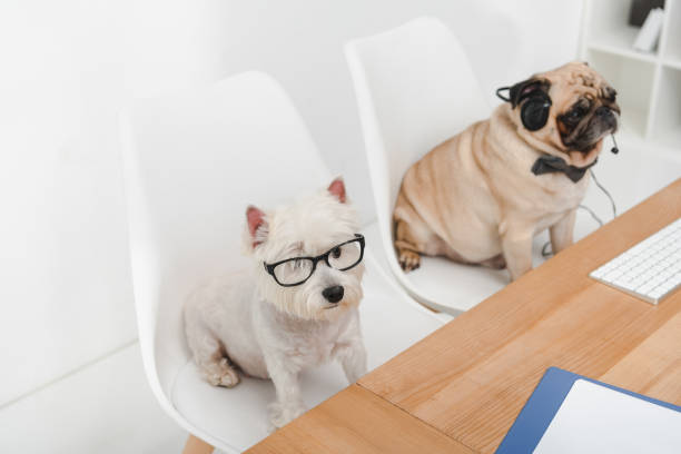 istock business dogs at workplace 903644986