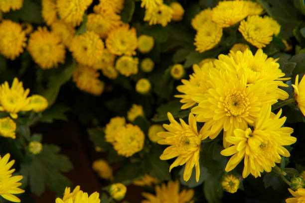 yellow chrysanthemum prius splendid flower background, flowers are blooming and use for home decoration. - yellow chrysanthemum imagens e fotografias de stock