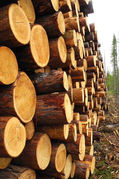 istock Pile of woods 903649474