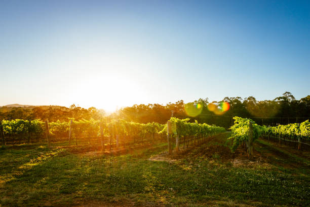 istock Nature and vineyards in summer 903649538
